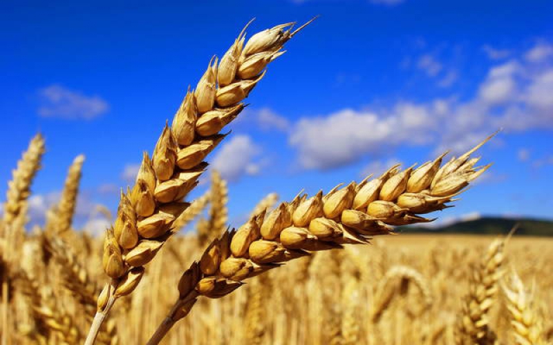 Пшеница. Источник: wallbox.ru