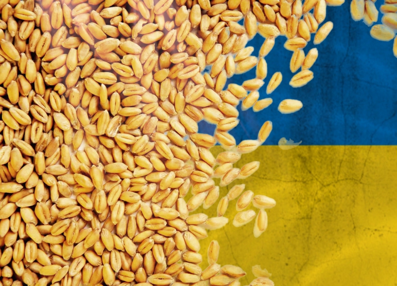 Украинское зерно. Иллюстрация: REX
