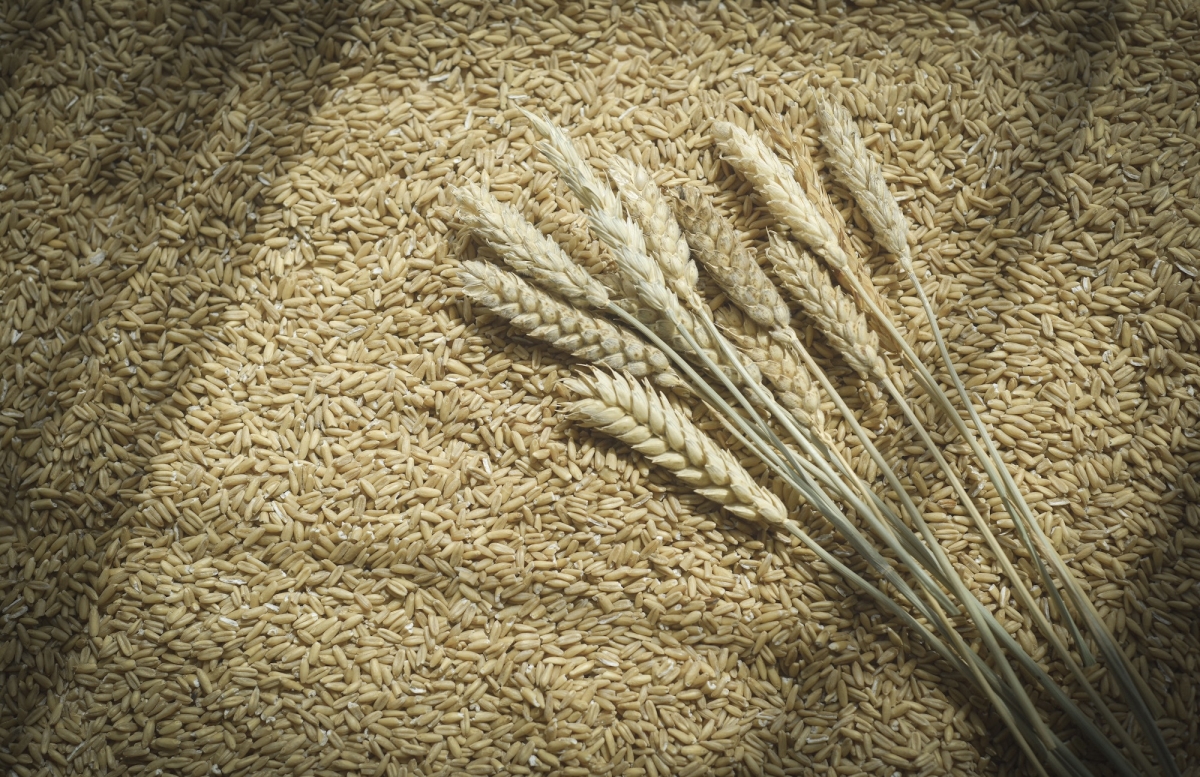 Пшеница. Фото: Дарья Ильина © REX