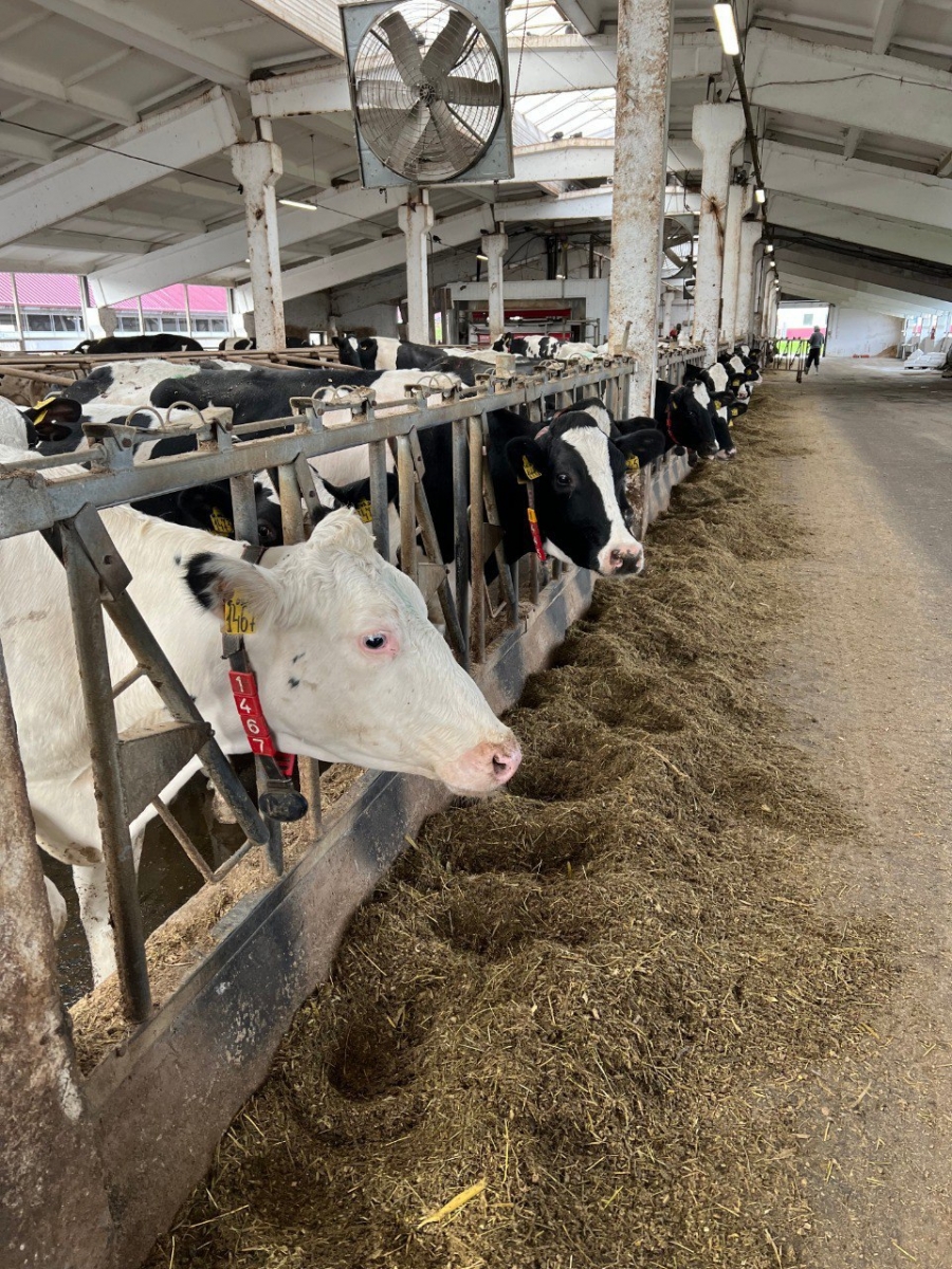В Калужской области развивается молочное и мясное скотоводство