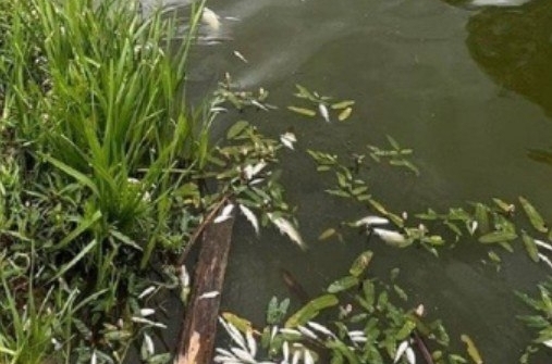 Массовая гибель рыбы в реке Угодка. Фото пресс-службы прокуратуры Калужской области.