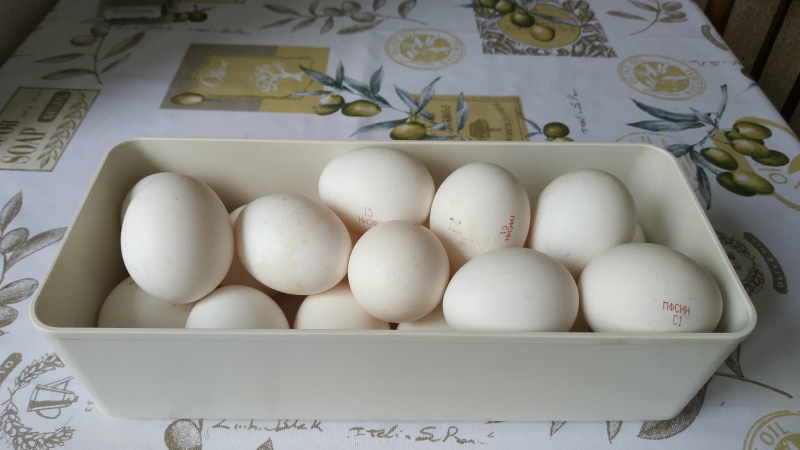 Куриные яйца. Фото: REX