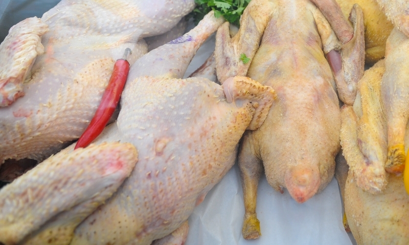 Россельхознадзор обнаружил запрещённый препарат в желудках цыплят-бройлеров калужской птицефабрики