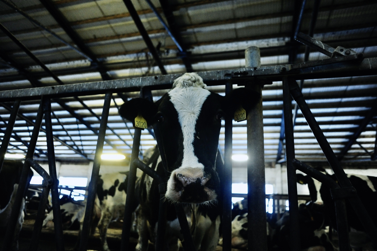 В Иркутске приостановлена работа молокозавода из-за ЧС в связи с болезнью скота