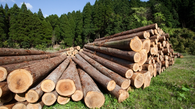 Эксперт рассказала о ситуации с экспортом древесины из России