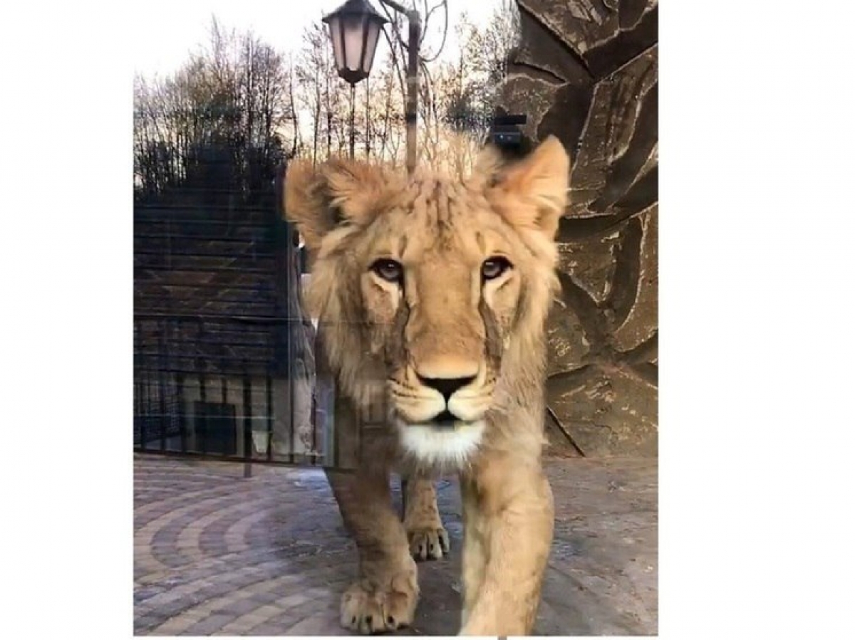 В Калуге коронавирус убил льва из экопарка «Биосфера»