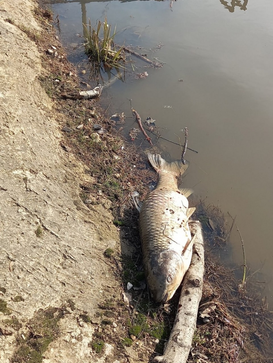 В калужской реке Страдаловке из-за экологической катастрофы вновь гибнет рыба