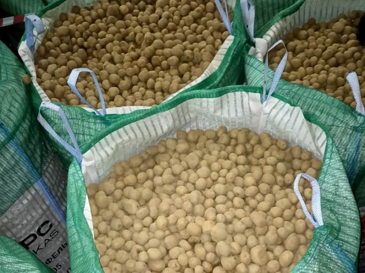 Около 165 тонн семенного картофеля отправили из Калуги в Белоруссию и Турцию