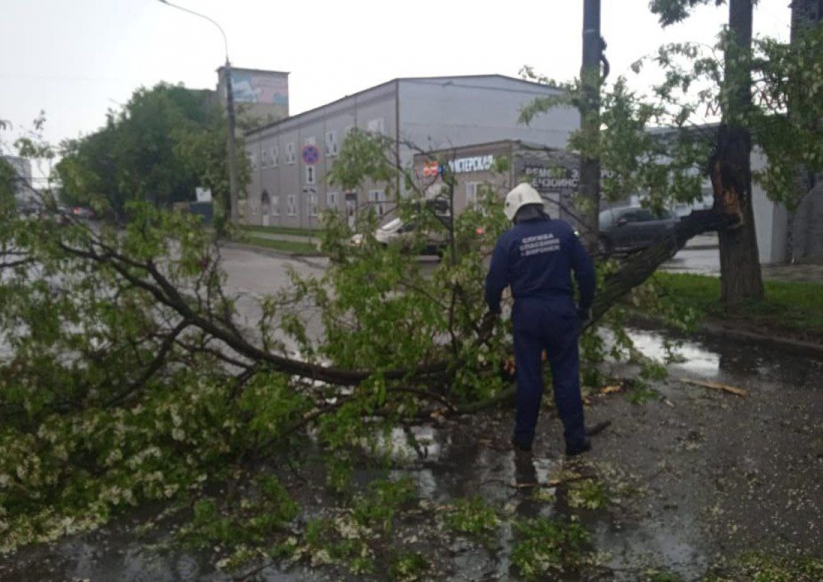 Ураган в Воронеже за час повалил более 30 деревьев