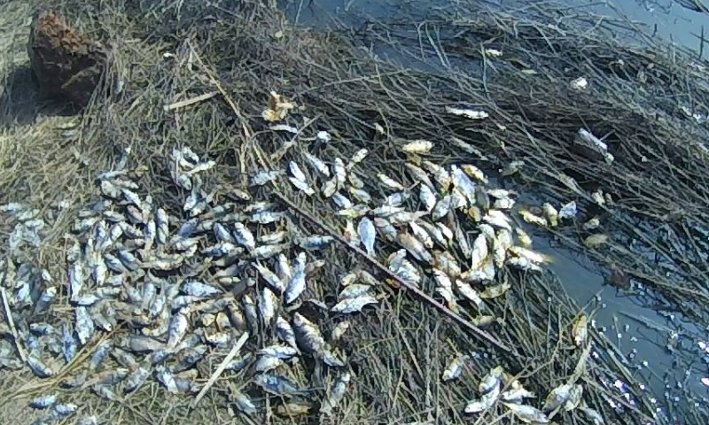 Массовая гибель рыбы вновь произошла в Калужской области