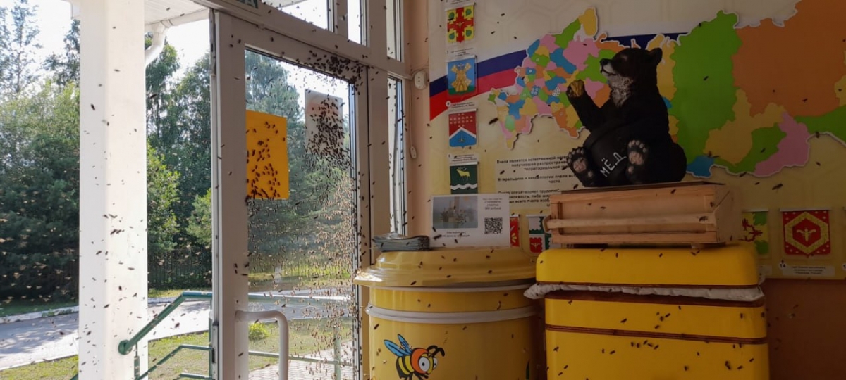 «Музей Пчелы» в калужской Медыни «захватили» пчёлы кавказской породы